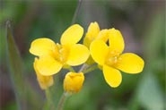 characteristics of yellow mustard seed