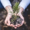 we are planting trees