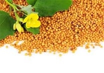 mustard and mustard seeds history